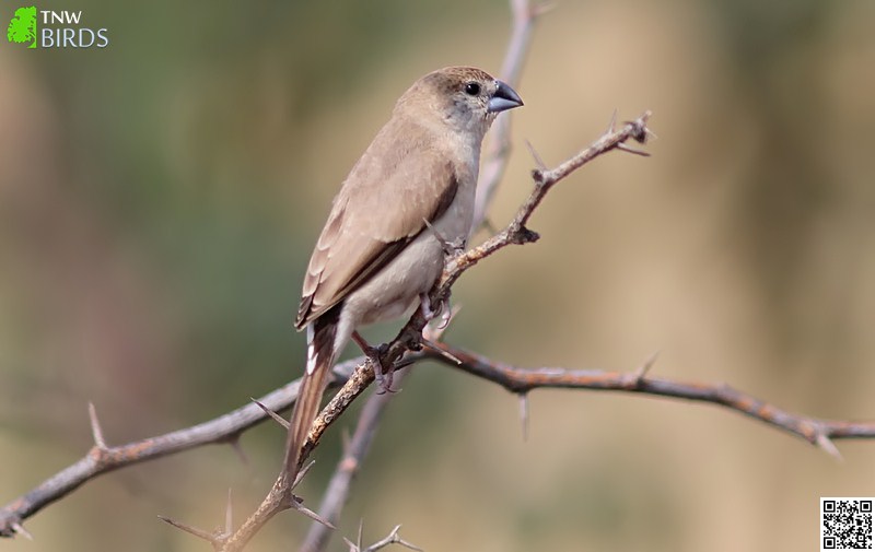 Indian Silverbill